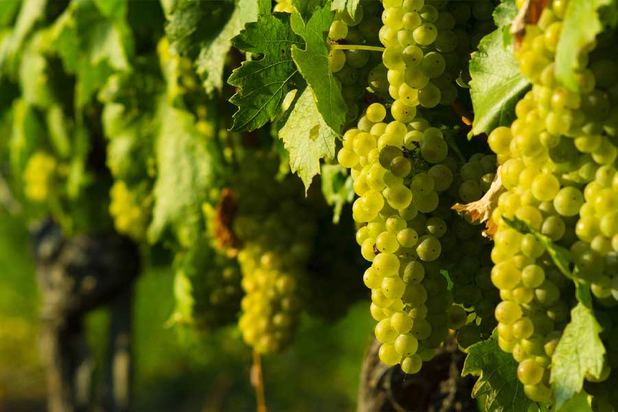 Rượu vang Nho cam Ý FIOR D’ARANCIO COLLI EUGANE
