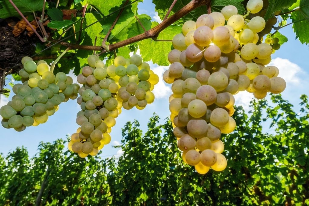 Rượu vang Ý Violet Pearl Moscato